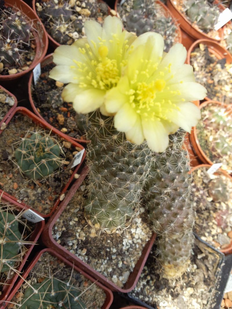 Copiapoa humilis